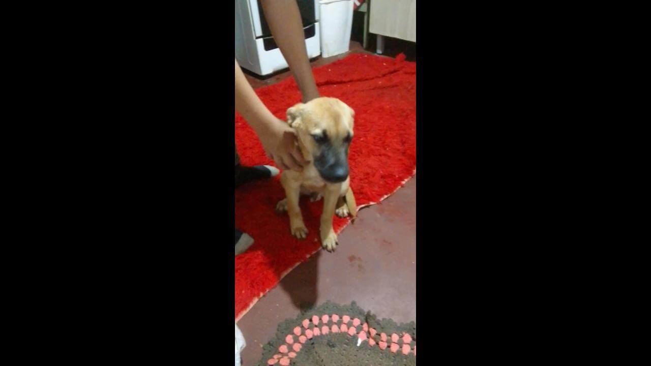 Cachorro é encontrado no bairro Guarujá
