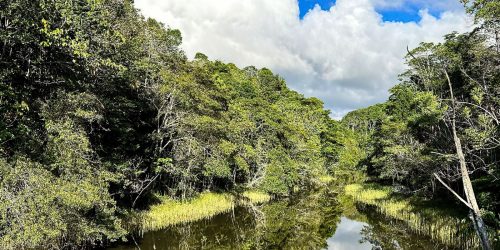 Imagem referente a Plataforma identifica áreas prioritárias para restauração florestal
