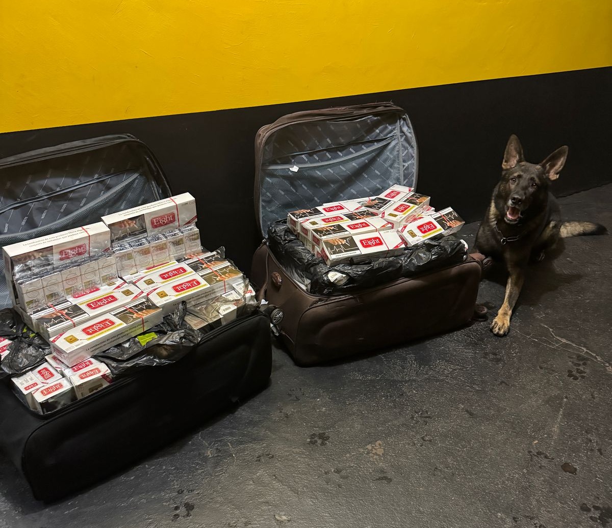 Cigarros paraguaios apreendidos em ônibus na PR-239: ação da 3ª Cia de Cascavel Cigarros paraguaios apreendidos em ônibus na PR-239: ação da 3ª Cia de Cascavel