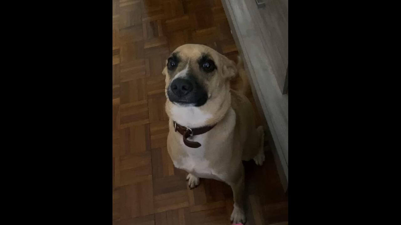 Cachorra Lilica desapareceu no bairro Coqueiral Cachorra Lilica desapareceu no bairro Coqueiral