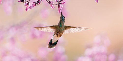 Aves beijoqueiras estão ameaçadas no Cerrado, diz pesquisador Imagem referente a Aves beijoqueiras estão ameaçadas no Cerrado, diz pesquisador