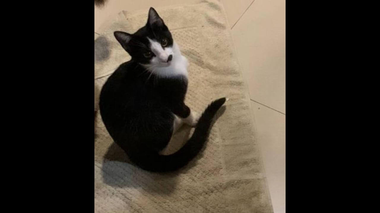 Gato Olavo desapareceu no bairro Nova York
