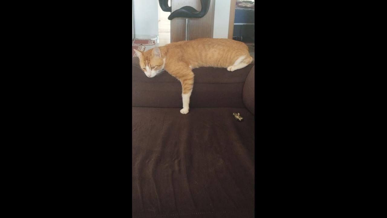 Gato Thanos desapareceu no bairro Jardim Montovani