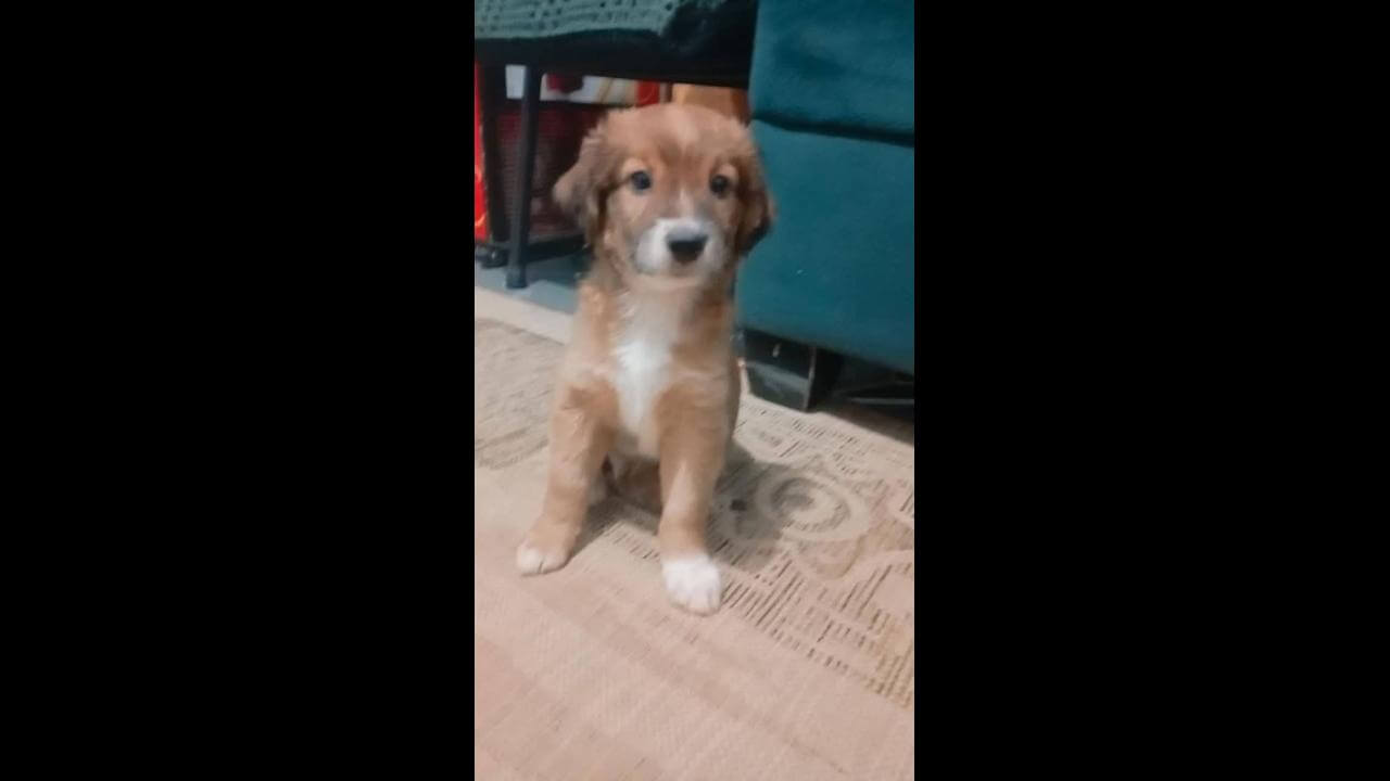 Cachorro desapareceu no bairro Guarujá