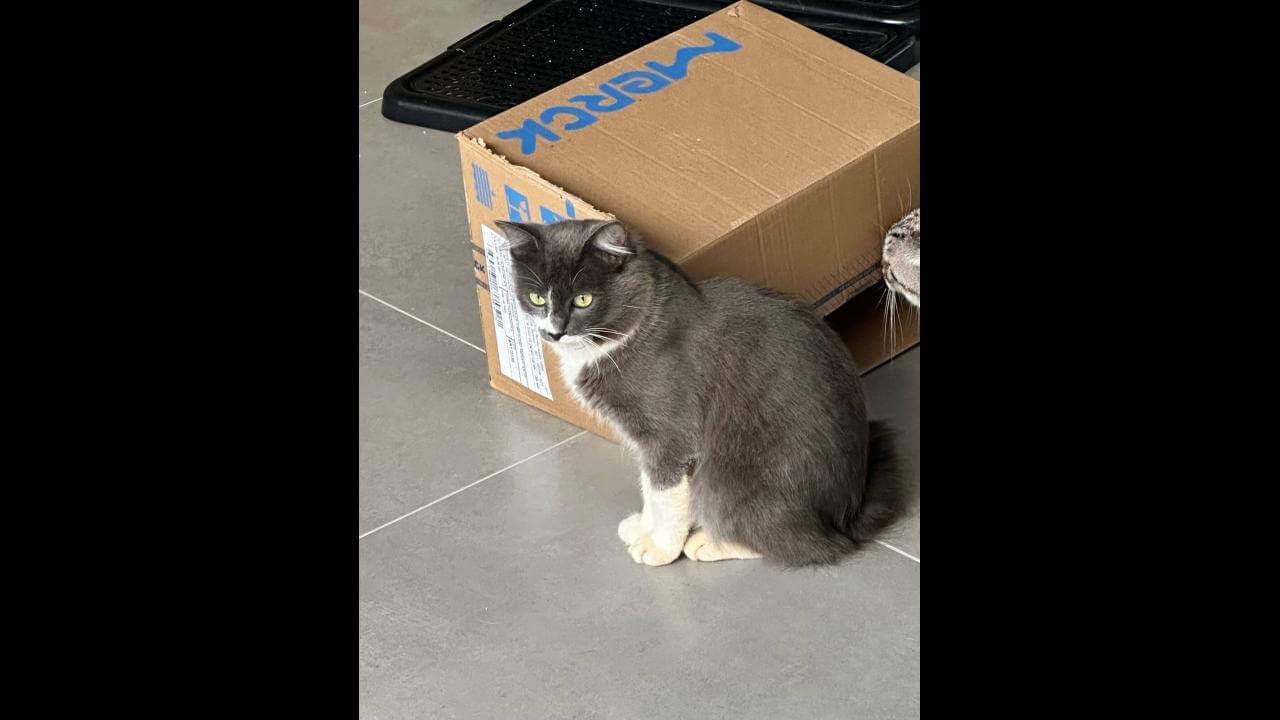 Gato é encontrado no bairro Tropical II