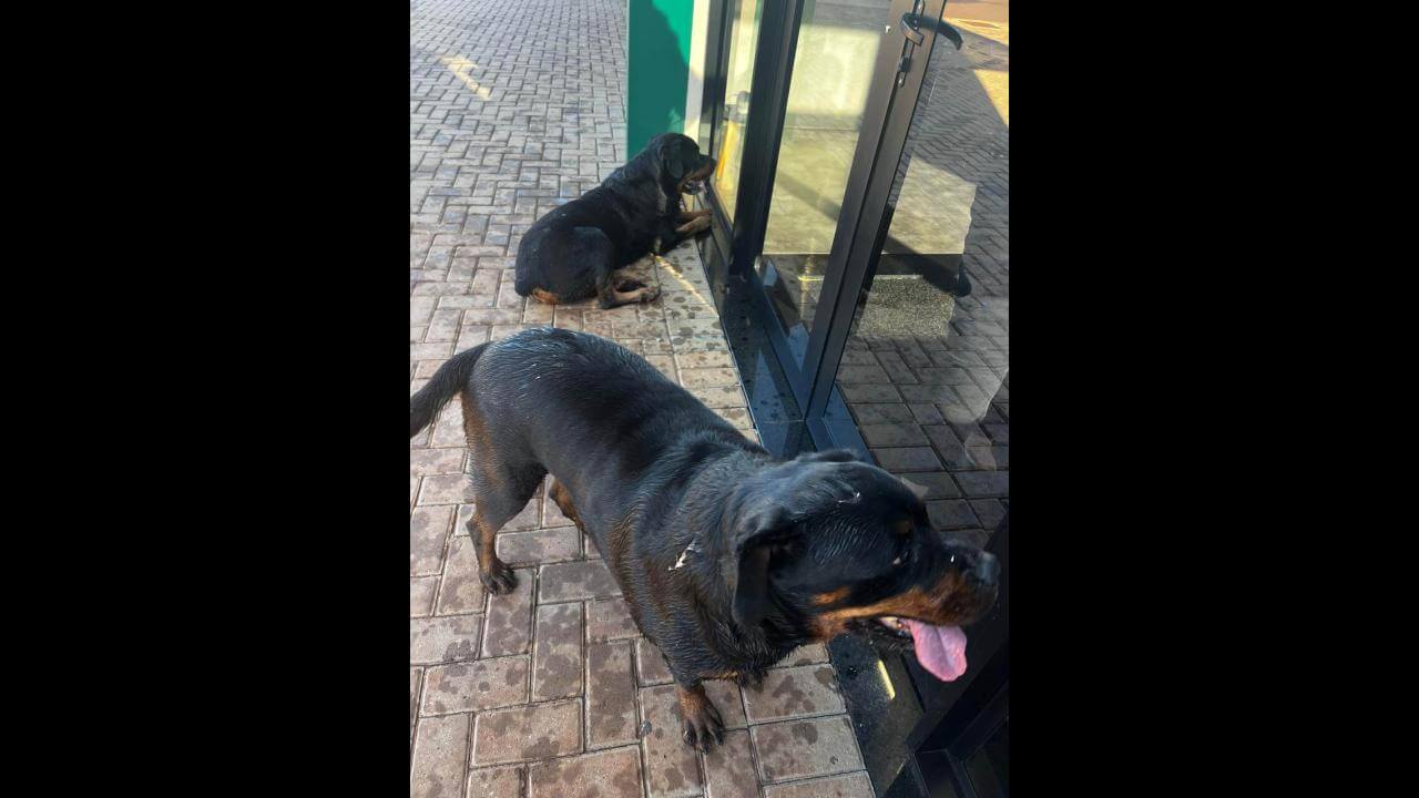 Cachorro é encontrado no bairro Santos Dumont