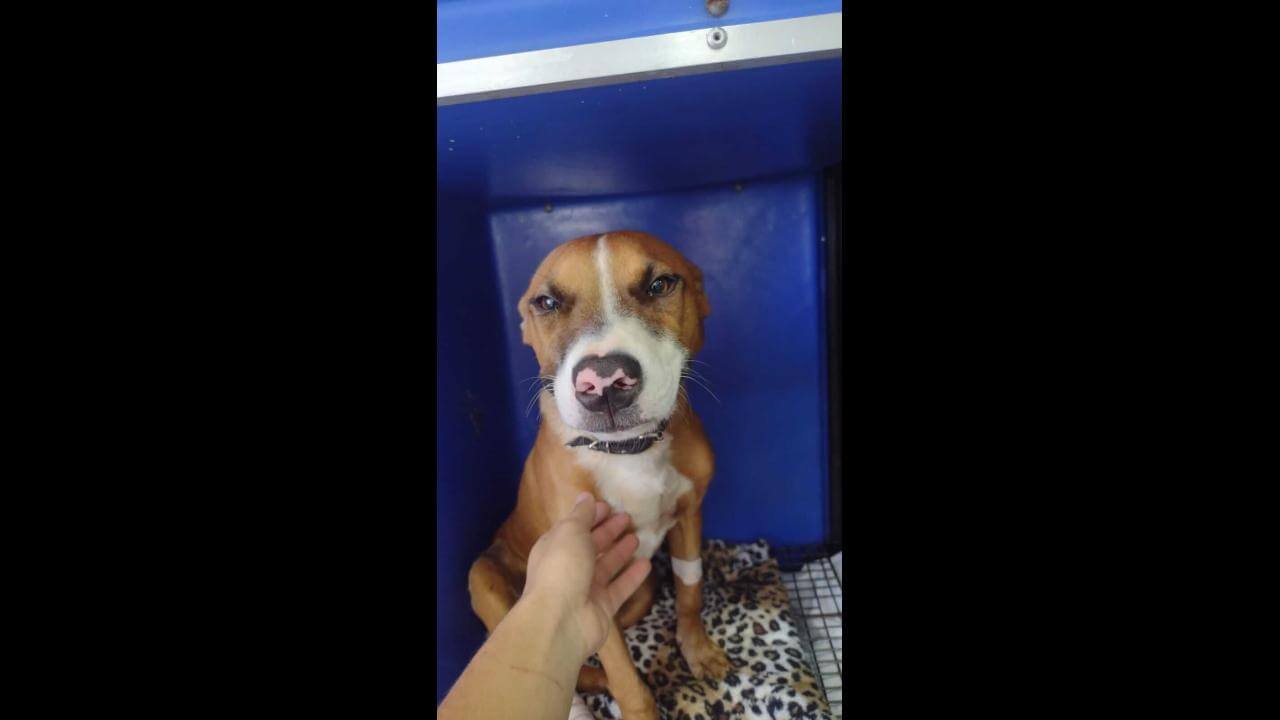 Cachorro é encontrado no bairro São Cristóvão