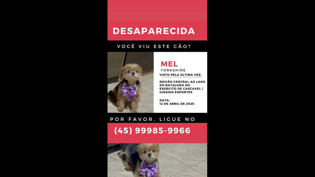 Cachorra Mel desapareceu no bairro Centro