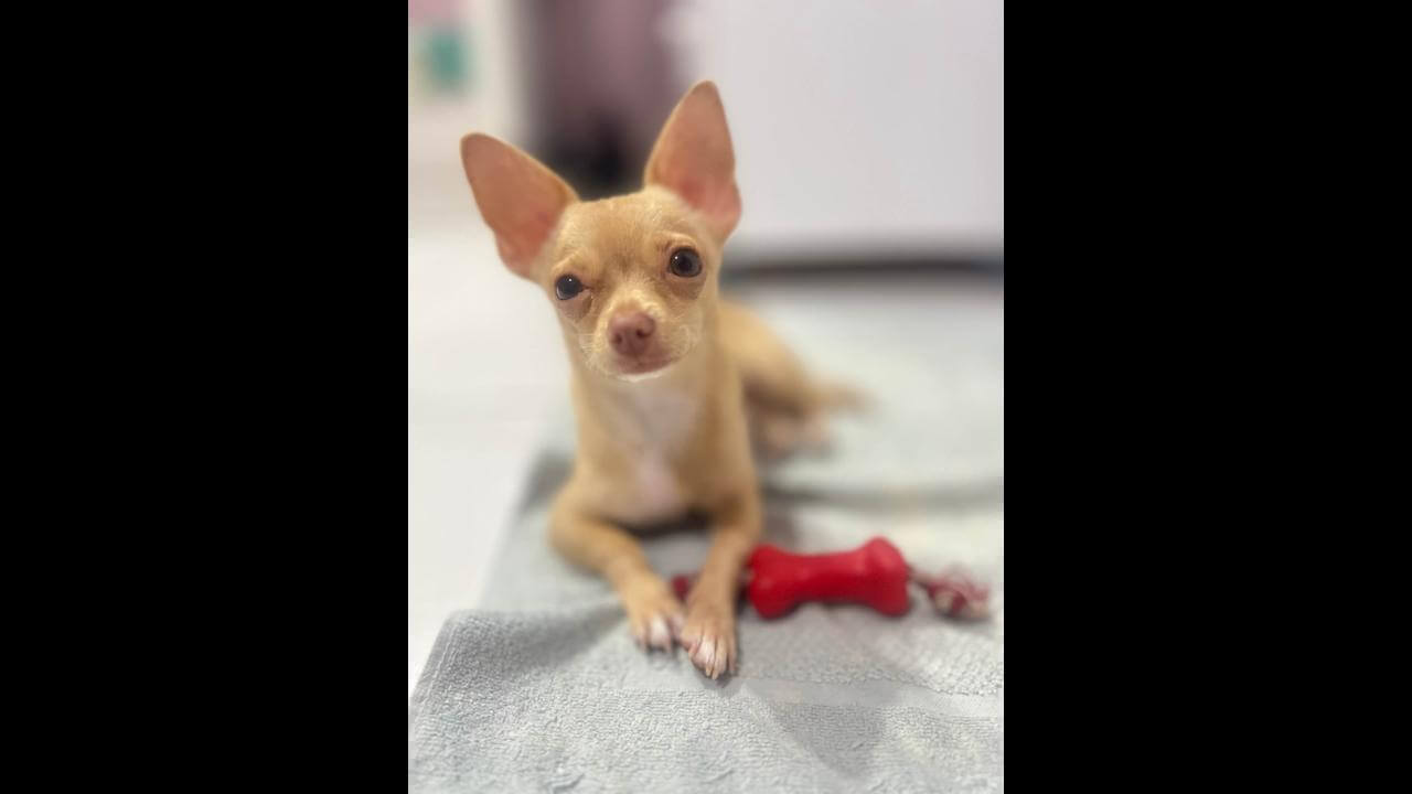 Cachorro Duky desapareceu no bairro Neva