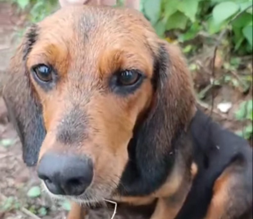 Crueldade e indiferença: ONG pede ajuda para cadela grávida abandonada em Cascavel Crueldade e indiferença: ONG pede ajuda para cadela grávida abandonada em Cascavel