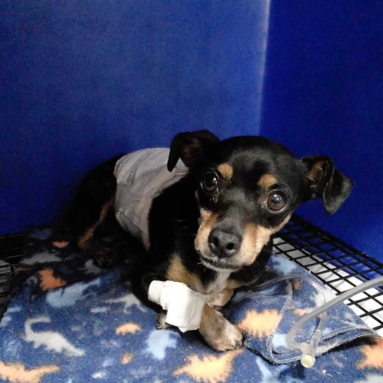 Cachorra é encontrada no bairro Santa Cruz