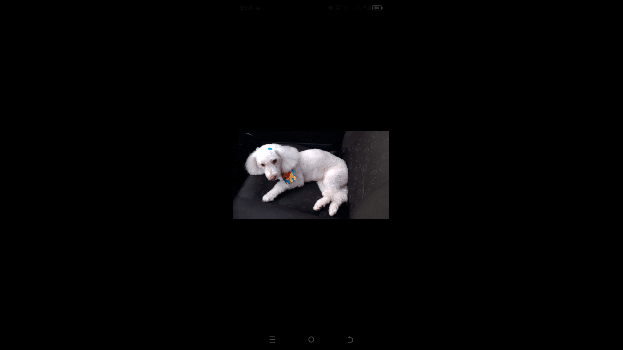 Cachorro Jhord desapareceu no bairro Santa Cruz
