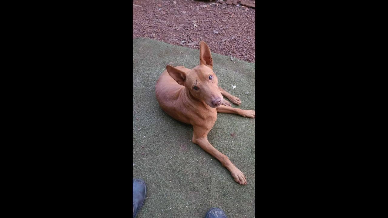 Cachorro Pitoco desapareceu no bairro Cataratas Cachorro Pitoco desapareceu no bairro Cataratas