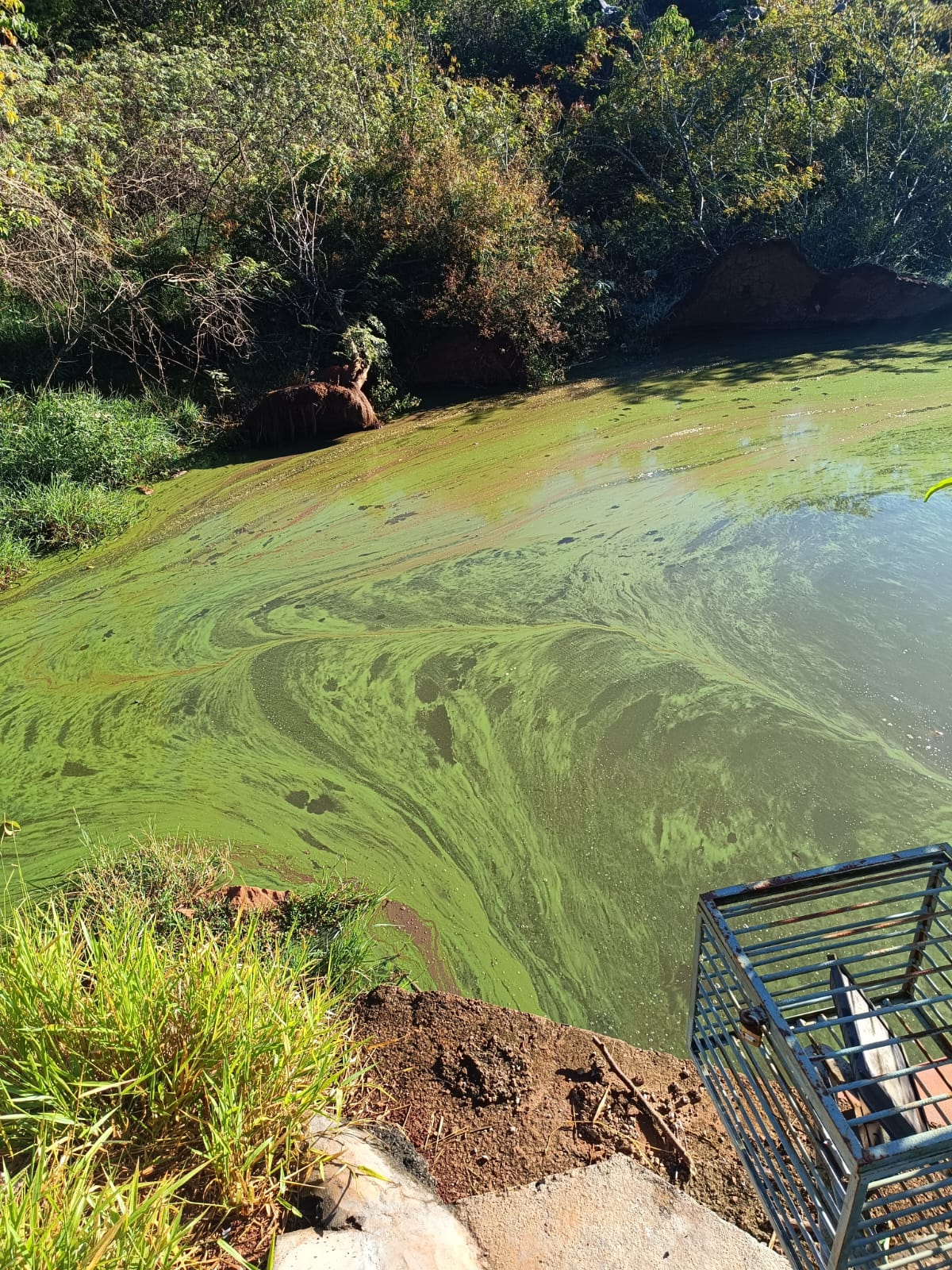 Musgo verde muda a cor do Lago Municipal de Cascavel
