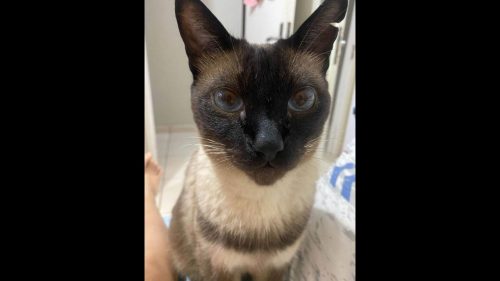 Gato Guilherme desapareceu no bairro Pacaembu Imagem referente a Gato Guilherme desapareceu no bairro Pacaembu