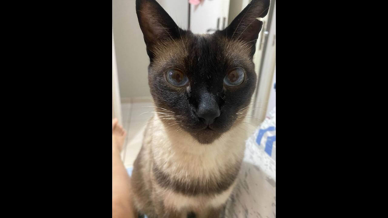 Gato Guilherme desapareceu no bairro Pacaembu Gato Guilherme desapareceu no bairro Pacaembu