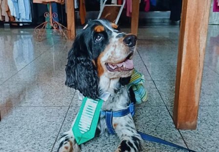 Cachorro Bento desapareceu no bairro Floresta Imagem referente a Cachorro Bento desapareceu no bairro Floresta
