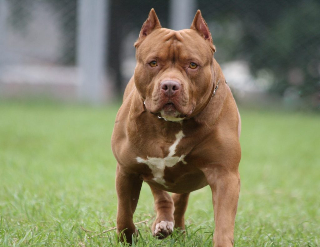 Projeto define regras para criação e comércio de cães de raças potencialmente perigosas