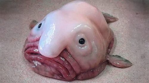 Conheça alguns dos animais mais bizarros do Fundo do Mar Imagem referente a Conheça alguns dos animais mais bizarros do Fundo do Mar
