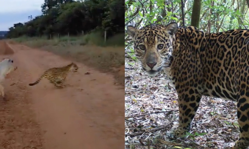 Produtor rural flagra ataque de onça a bezerro; veja vídeo Produtor rural flagra ataque de onça a bezerro; veja vídeo
