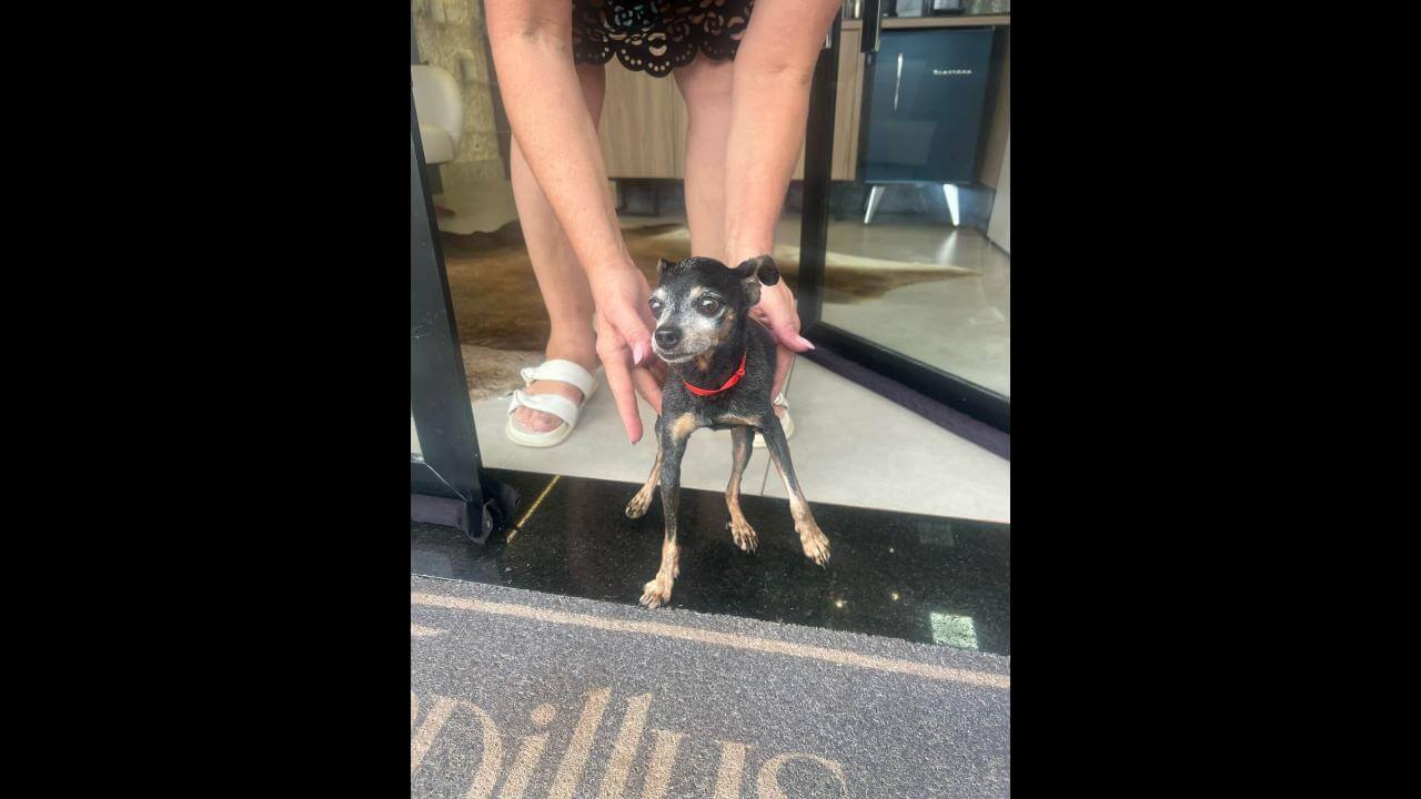Cachorro é encontrado no bairro Alto Alegre