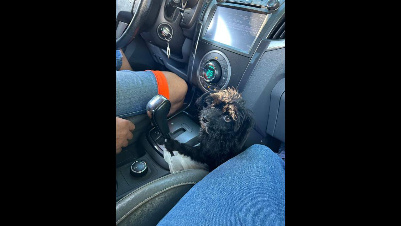Cachorro Max desapareceu no bairro Coqueiral