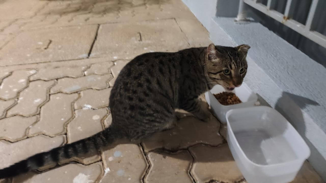Gato é encontrado no bairro Cancelli