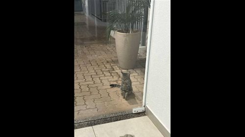 Gato é encontrado no bairro Cancelli Imagem referente a Gato é encontrado no bairro Cancelli