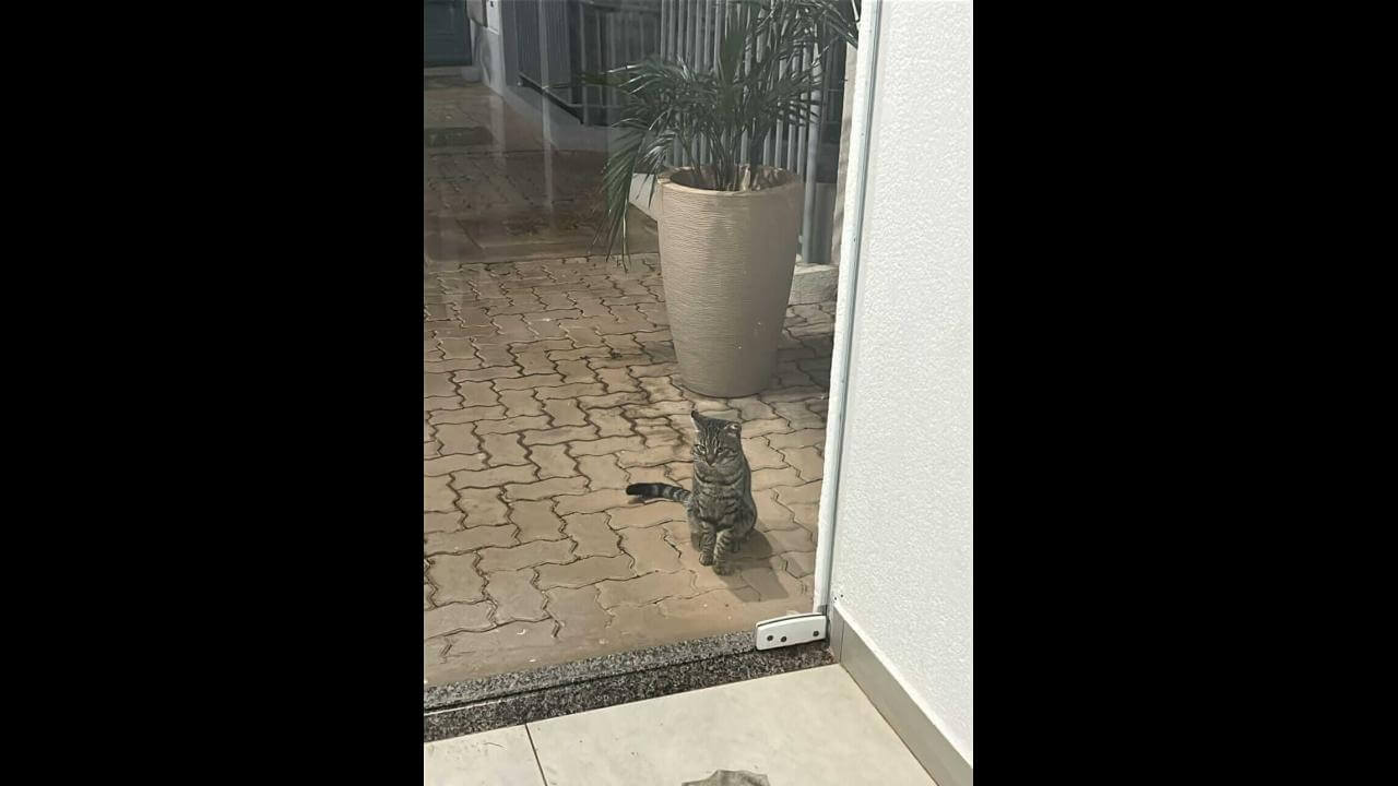Gato é encontrado no bairro Cancelli