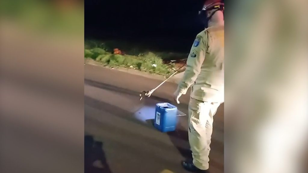 Após quase ser atropelada, cobra é capturada pelos Bombeiros no Bairro Interlagos