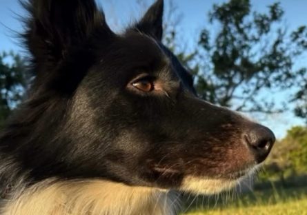 Quem é o cão que sumiu e mobilizou mais de mil pessoas em força-tarefa Imagem referente a Quem é o cão que sumiu e mobilizou mais de mil pessoas em força-tarefa
