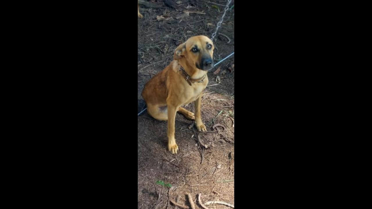 Cachorra é encontrada no bairro Santos Dumont
