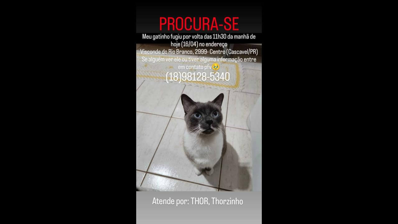 Gato Thor desapareceu no bairro Centro Gato Thor desapareceu no bairro Centro