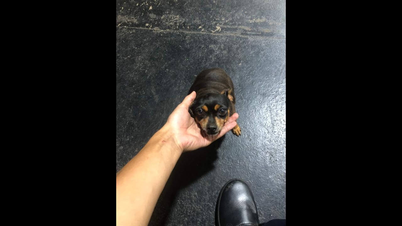 Cachorra é encontrada no bairro Centro
