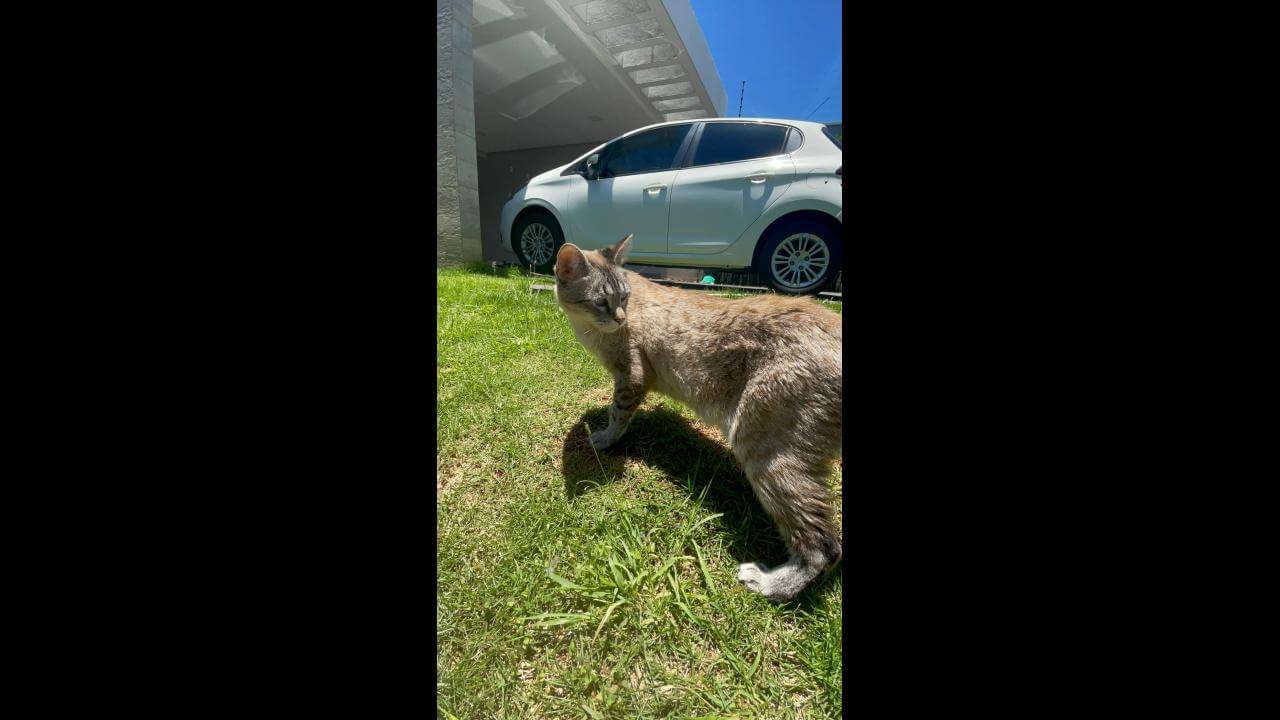 Gato Mingau desapareceu no bairro Nova York
