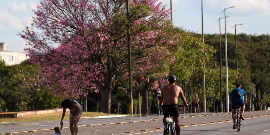 Dois terços dos brasileiros moram em ruas arborizadas Dois terços dos brasileiros moram em ruas arborizadas