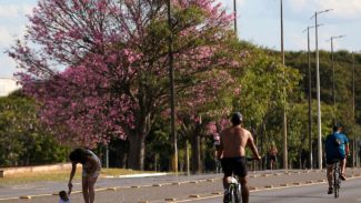 Dois terços dos brasileiros moram em ruas arborizadas