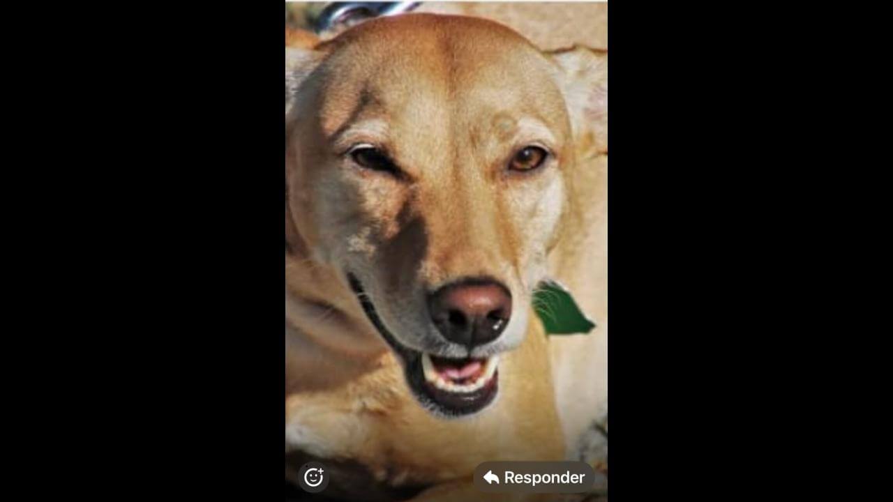 Cachorra Cheloguinha desapareceu no bairro Parque São Paulo