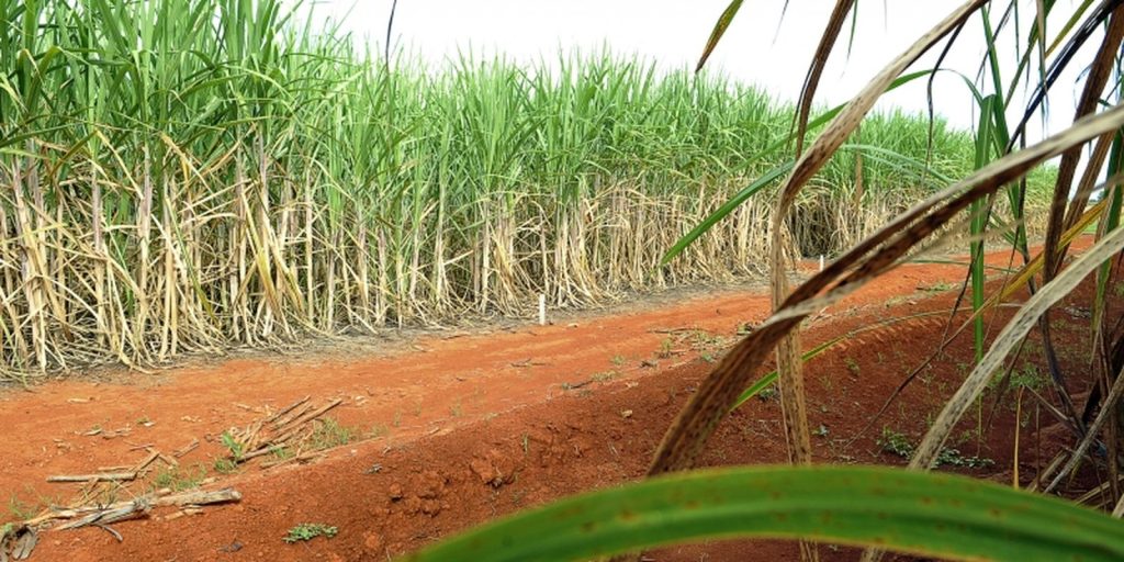 Brasil terá segunda maior safra de cana, segundo estimativa da Conab Brasil terá segunda maior safra de cana, segundo estimativa da Conab