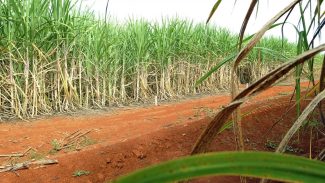 Brasil terá segunda maior safra de cana, segundo estimativa da Conab