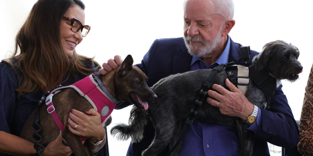 Lula lança programa de identificação e proteção de cães e gatos Lula lança programa de identificação e proteção de cães e gatos
