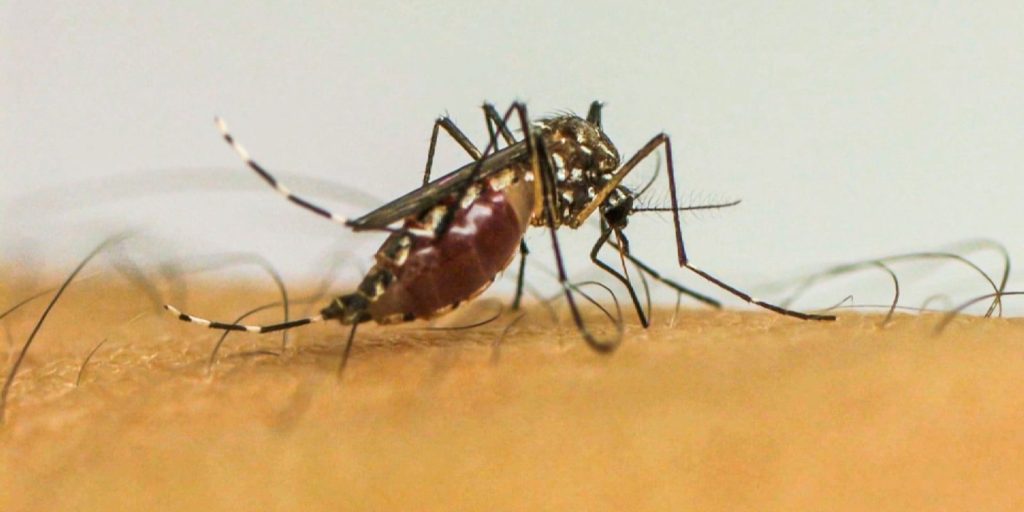 Brasil ultrapassa 1 milhão de casos prováveis de dengue em 2025 Brasil ultrapassa 1 milhão de casos prováveis de dengue em 2025