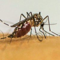 Imagem referente a Brasil ultrapassa 1 milhão de casos prováveis de dengue em 2025