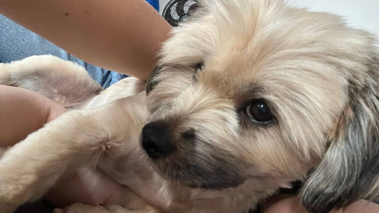 Cachorra Meg desapareceu no bairro Gramado