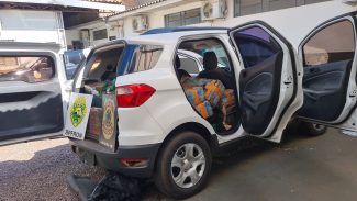Carro carregado com maconha é levado à Polícia Federal em Cascavel após apreensão na PR-585