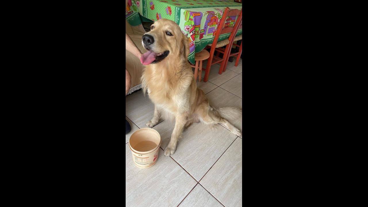 Cachorro é encontrado no bairro Maria Luiza