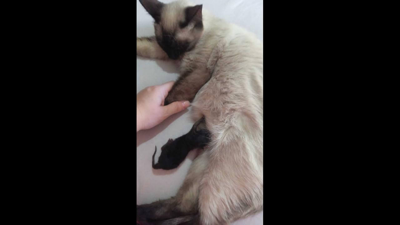 Gata Maju desapareceu no bairro Claudete