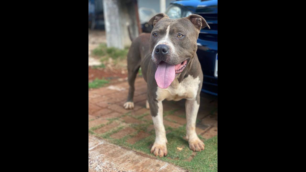Cachorro é encontrado no bairro Esmeralda Cachorro é encontrado no bairro Esmeralda