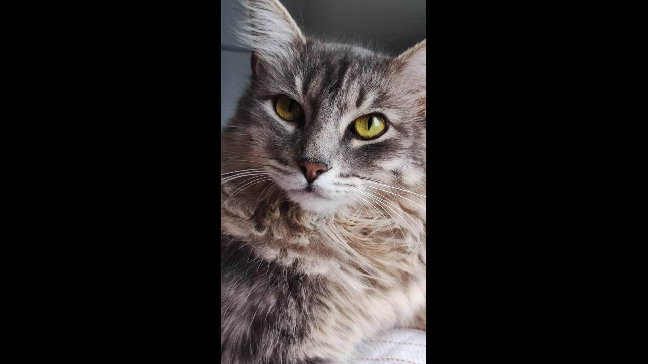 Gato Pietro desapareceu no bairro Jardim Padovani Gato Pietro desapareceu no bairro Jardim Padovani
