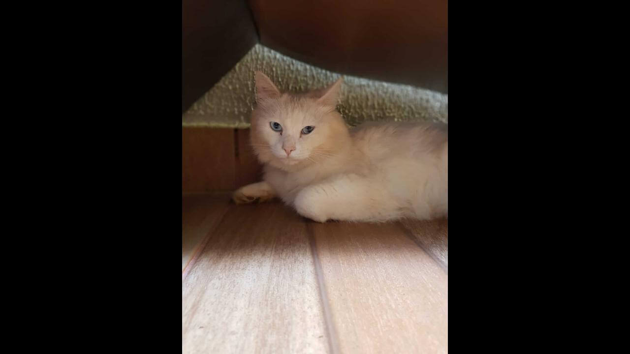 Gato Snow desapareceu no bairro Santa Felicidade